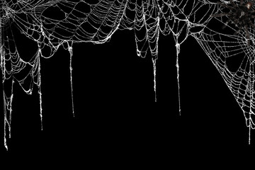 Real creepy spider webs hanging on black banner as a top border with a tarantula in the corner