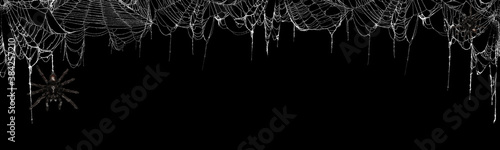 Fotografie Real creepy spider webs on black banner as a top border with tarantulas hanging