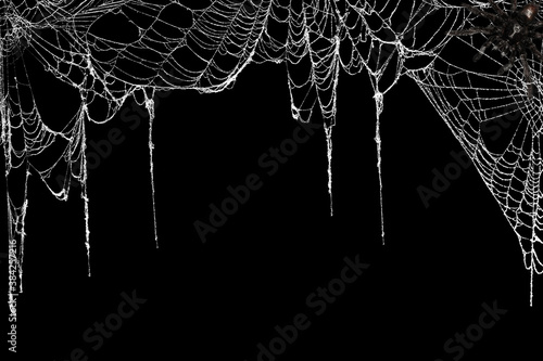 Real creepy spider webs hanging on black banner as a top border with a tarantula in the corner