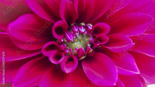 pink dahlia flower © Riva