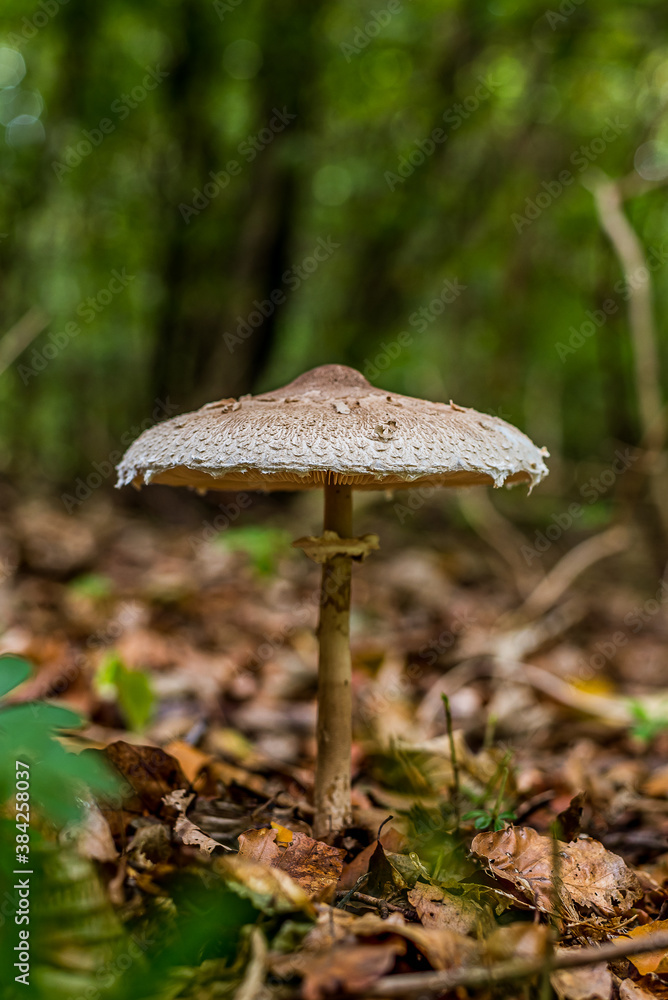 Delicious Blushing Wood Mushroom among the leaves in a green forest Delicious Blushing Wood Mushroom among the leaves in a green forest
