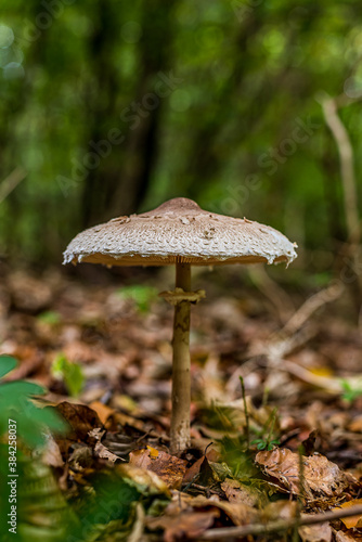 Delicious Blushing Wood Mushroom among the leaves in a green forest