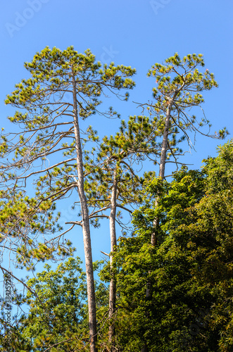 Three tall pines with blue sky