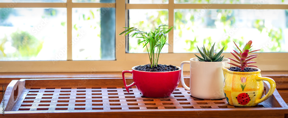 House plants grown in recycled mug, jug and tea pot displayed in sunny window, recycle, reuse, up cycle for sustainable living and gardening. with copy space House plants grown in recycled mug, jug and tea pot displayed in sunny window, recycle, reuse, up cycle for sustainable living and gardening. with copy space