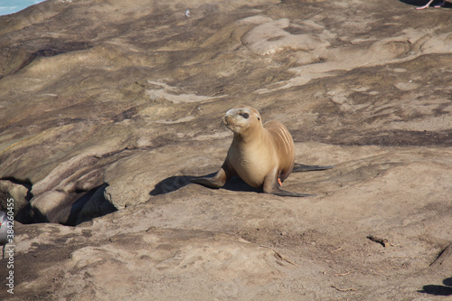 dry sea lion cub on a rock