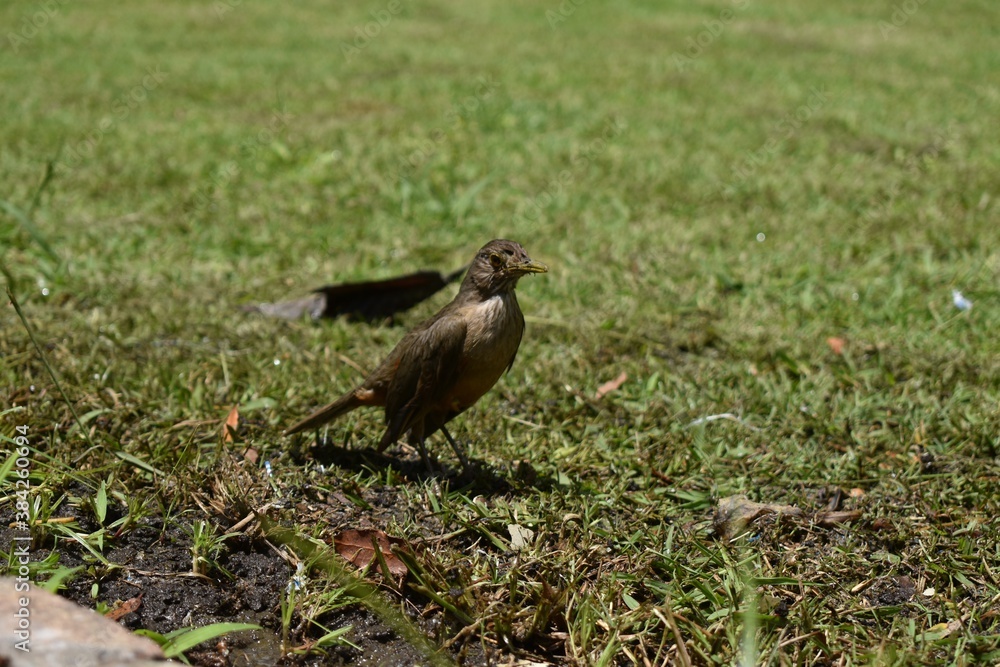 bird in the grass bird in the grass