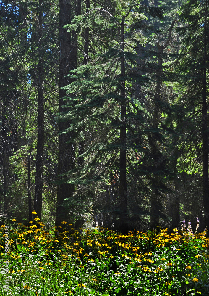 Obraz premium Beautiful wild flowers grow at the foot of the giant trees in Yosemite Valley.