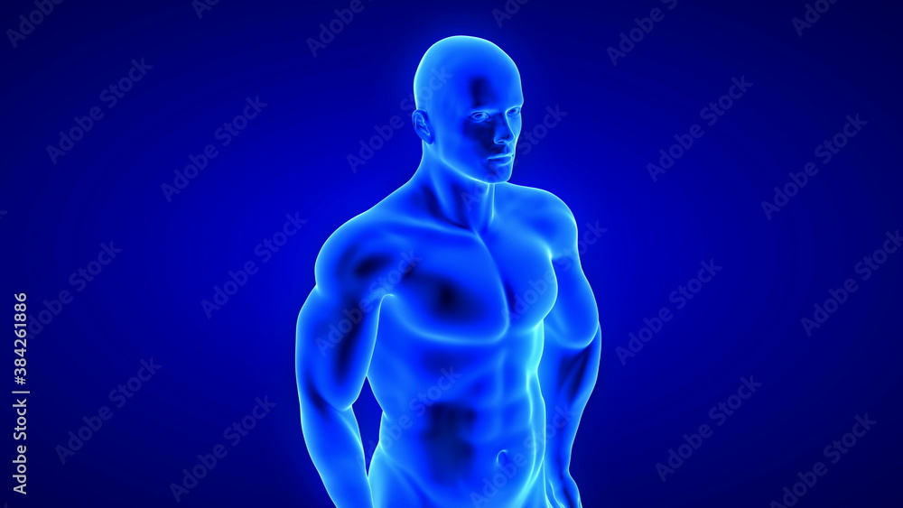 male fitness body - muscle mass building illustration on blue background male fitness body - muscle mass building illustration on blue background