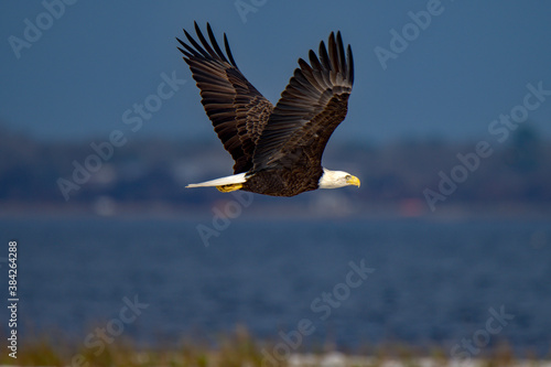 Bald eagle in flight © Perry