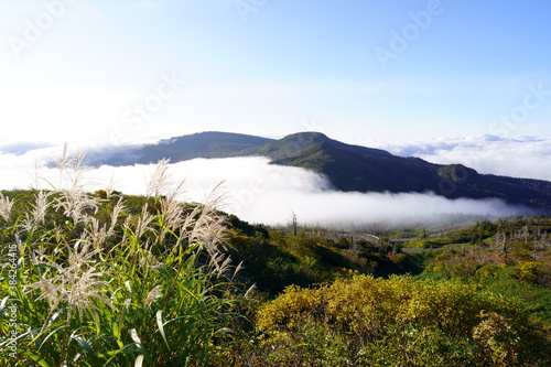 Sea of clouds and Japanese silver grass	
