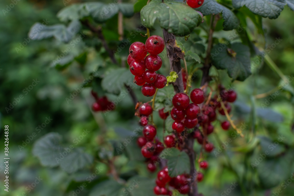 Bright red ripe red currant fruits grow on branch among green leaves on shrub in the garden. Summer berry on bush, healthy plant