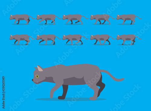 Animal Animation Sequence Korat Cat Cartoon Vector