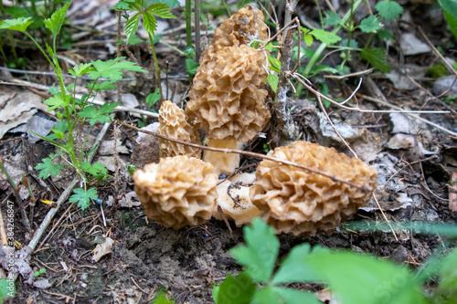 Morchella, the true morels, is a genus of edible sac fungi closely related to anatomically simpler ... Morel mushrooms. High quality photo