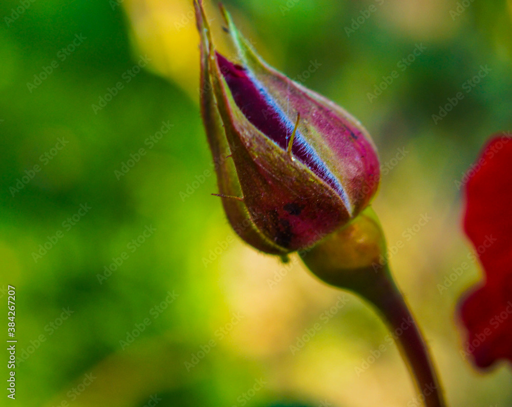 bud of a flower