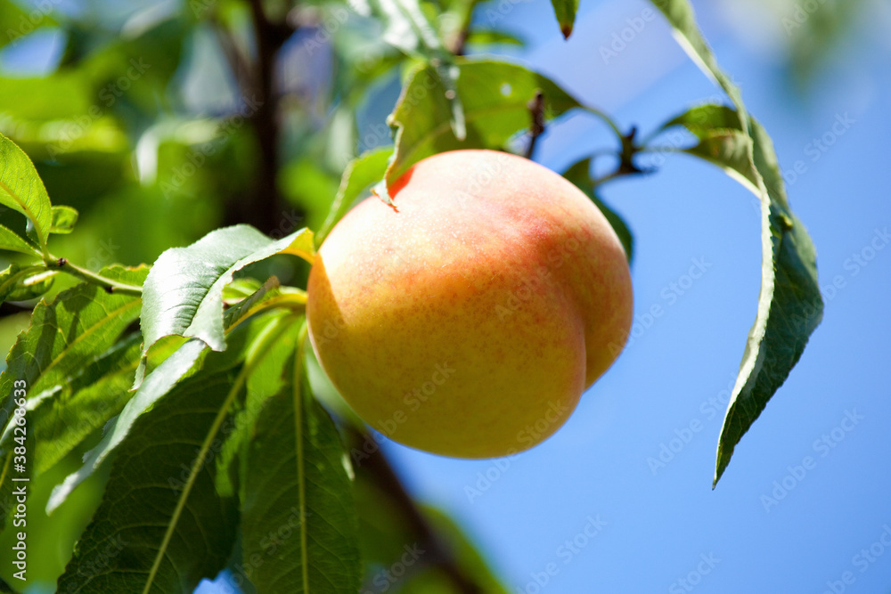 木に実る桃