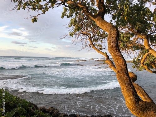 Hawaii beach with waves coming in framed by sunlit tree branches © Vida