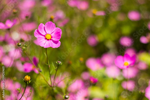 Flor