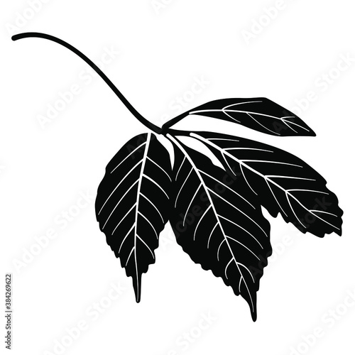 Leaf of Parthenocissus quinquefolia.  Virginia creeper or Victoria creeper plant. Black and white silhouette.