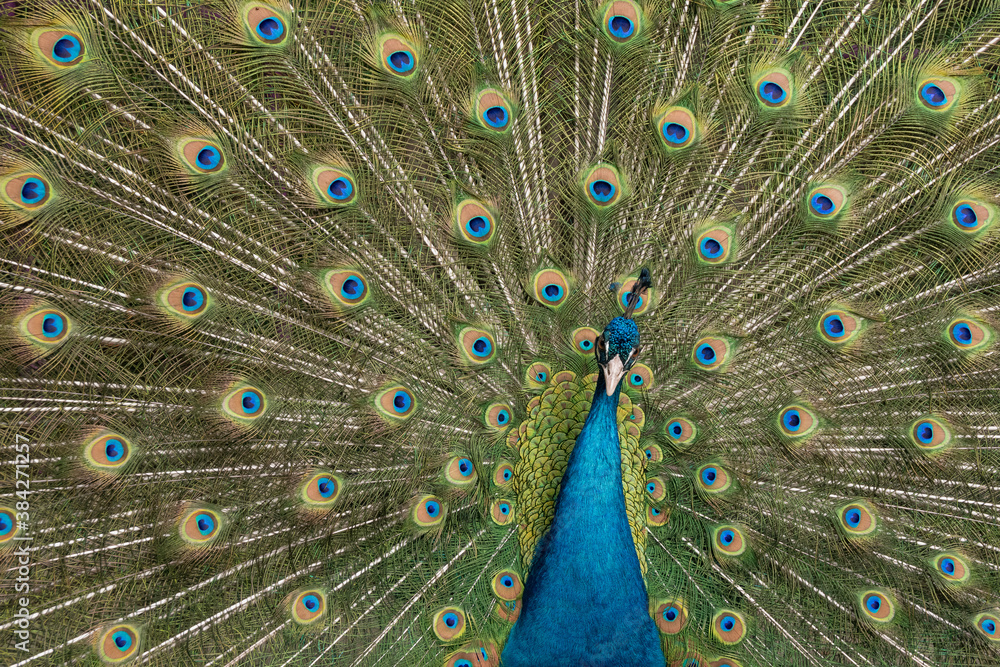 Fototapeta premium Pavoreal Azul Colorido