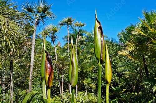 Exotic flowering plant (Urospatha sagittifolia), Minas Gerais, Brazil photo