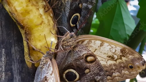 
Butterflies feeding on a banana stuck to a tree