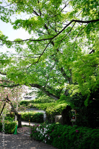 大本山妙蓮寺の緑