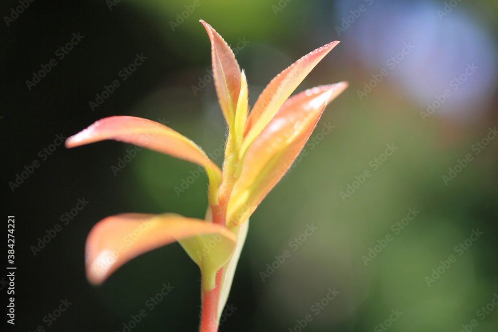 Fototapeta premium サザンカの新芽