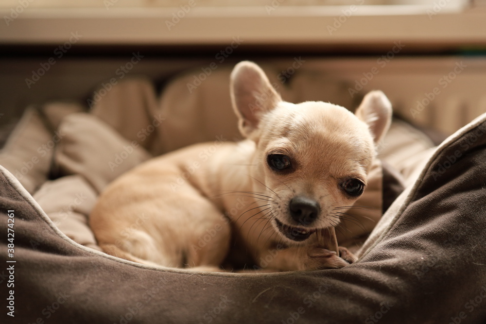 Closeup portrait of small funny beige mini chihuahua dog, puppy laying in dog bed with bone