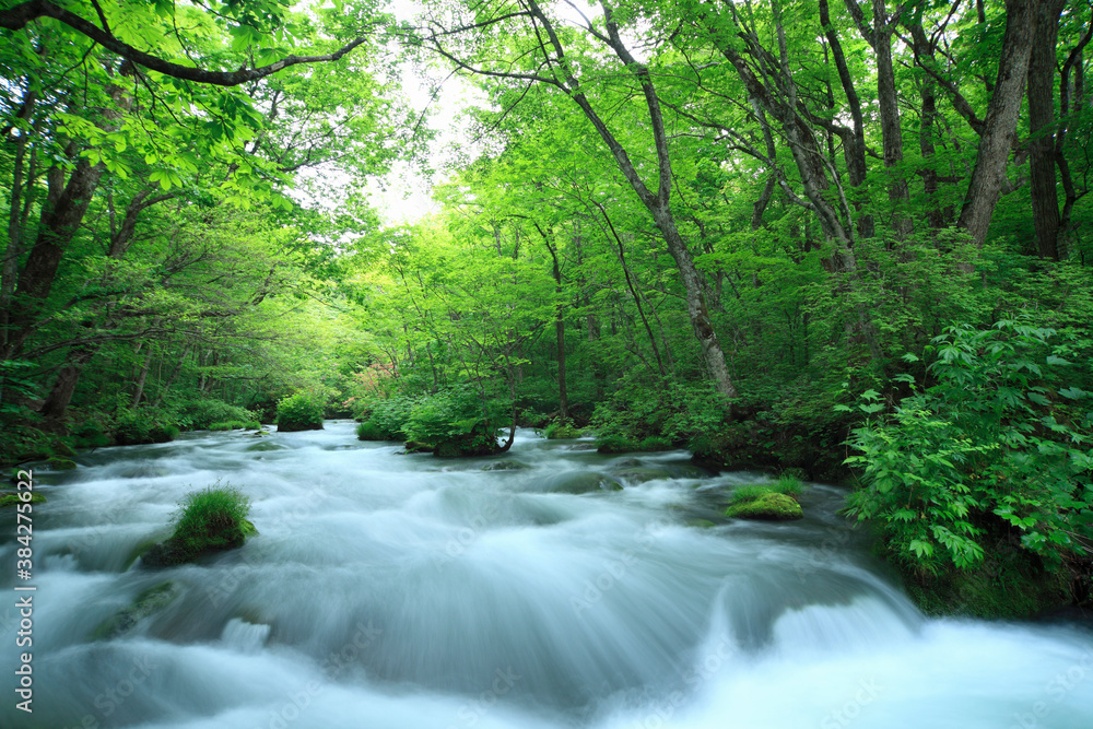 Obraz premium 奥入瀬渓流