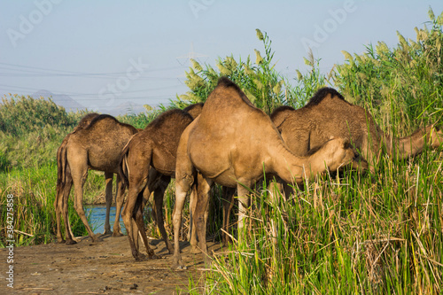 Camel