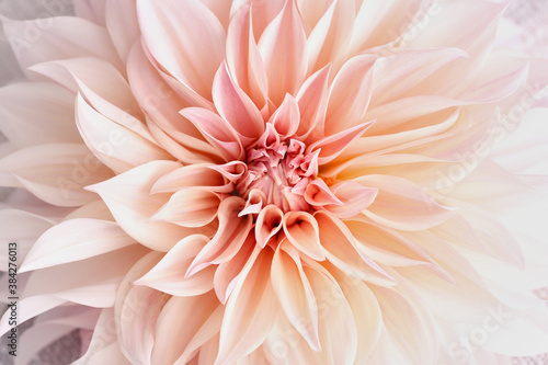 pink dahlia flower photo