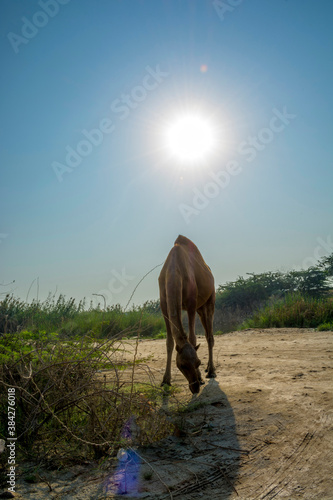 Camel © Naushad
