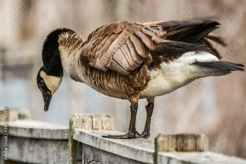 Canada Goose at Tylee Marsh, Rosemère, Québec, Canada photo