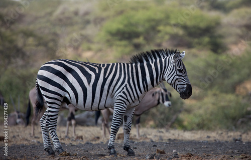 A Zebra  Equus quagga  at a waterhole. Kenya. 