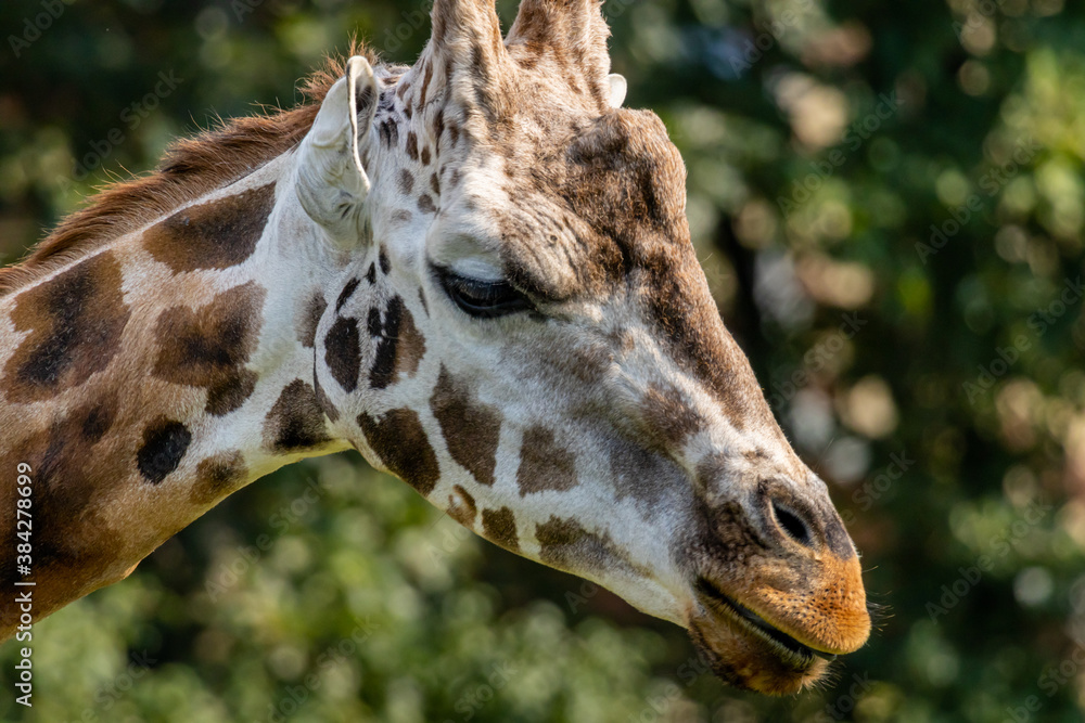 Fototapeta premium Giraffe (Giraffa)