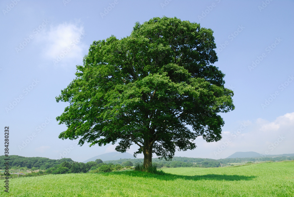 Fototapeta premium 草原の木