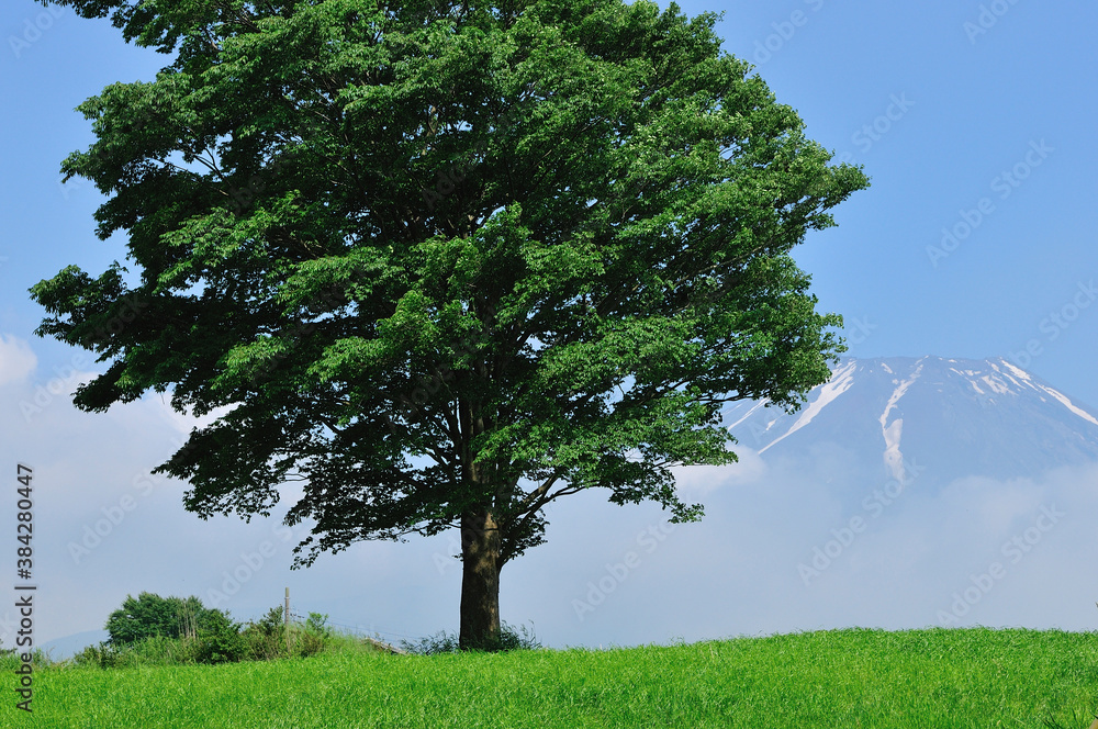Fototapeta premium 草原の木