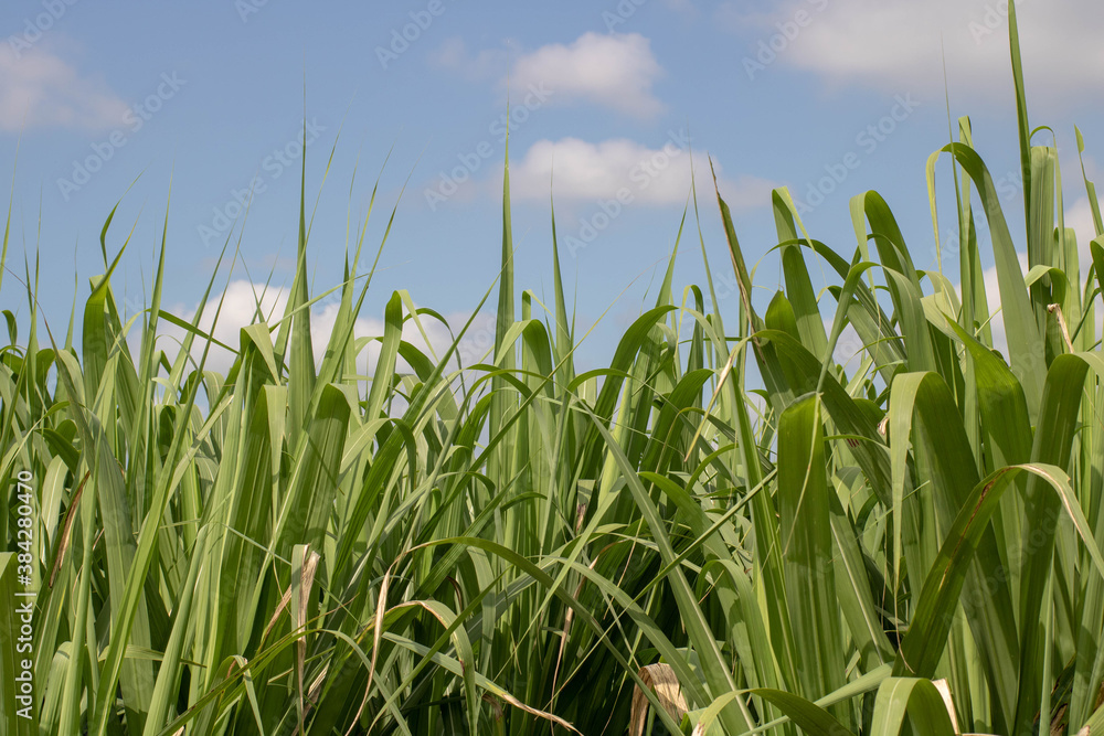 Obraz premium Caña de azúcar 