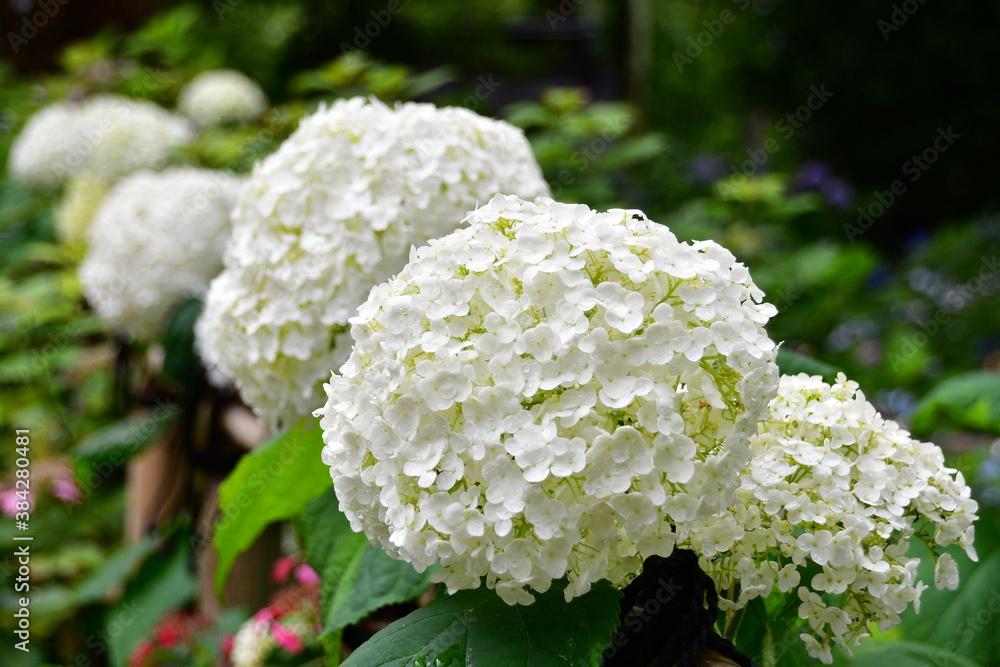 白紫陽花 白紫陽花