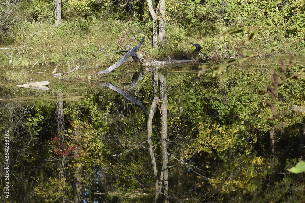 Fototapeta premium tree in the water