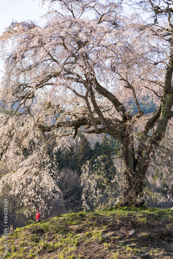 上発知のしだれ桜 上発知のしだれ桜
