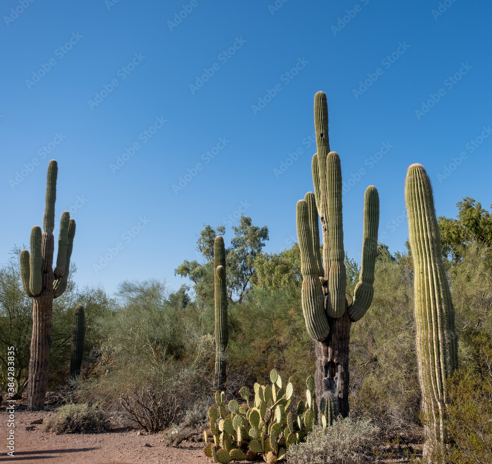 Cacti in Desert Landscape