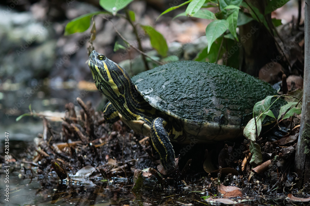 Obraz premium turtle on the ground