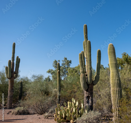 Cacti in Desert Landscape