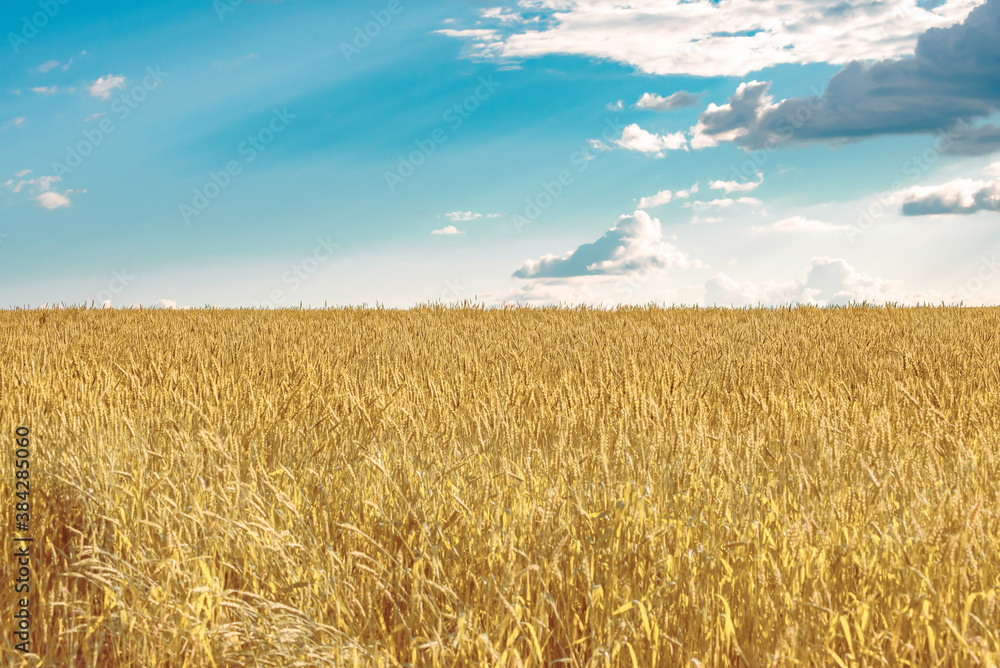 a field of ripe yellow wheat against a background of clouds and blue sky