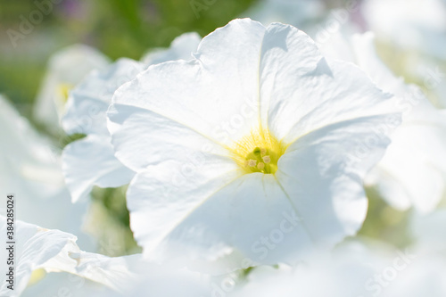 macro photo of white Petunia flowers on a Sunny warm summer day