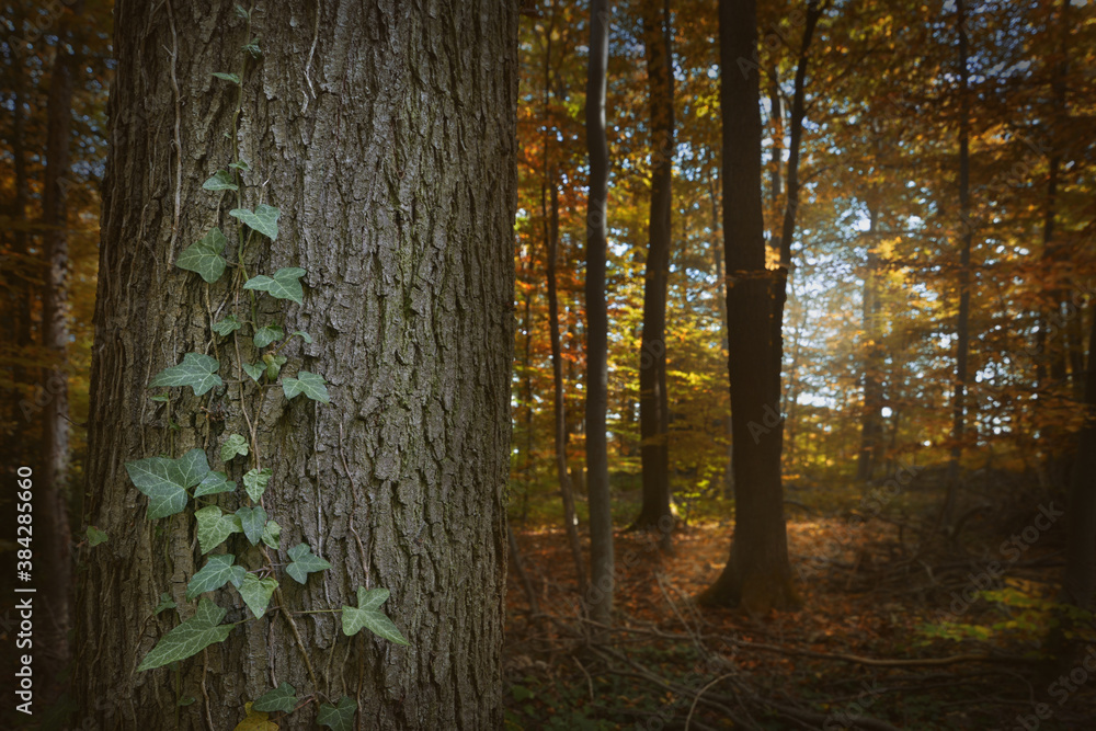 Fototapeta premium Herbst im Wald