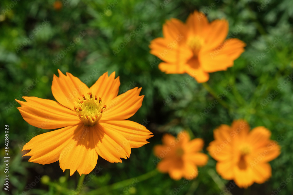 Orange Cosmos sulphureus flower also known as sulfur cosmos. Orange Cosmos sulphureus flower also known as sulfur cosmos.