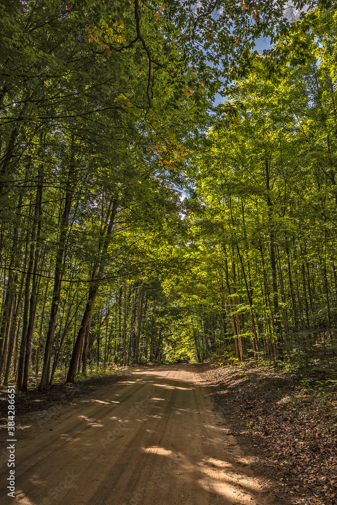 Naklejka premium Filtered Light Through the Trees