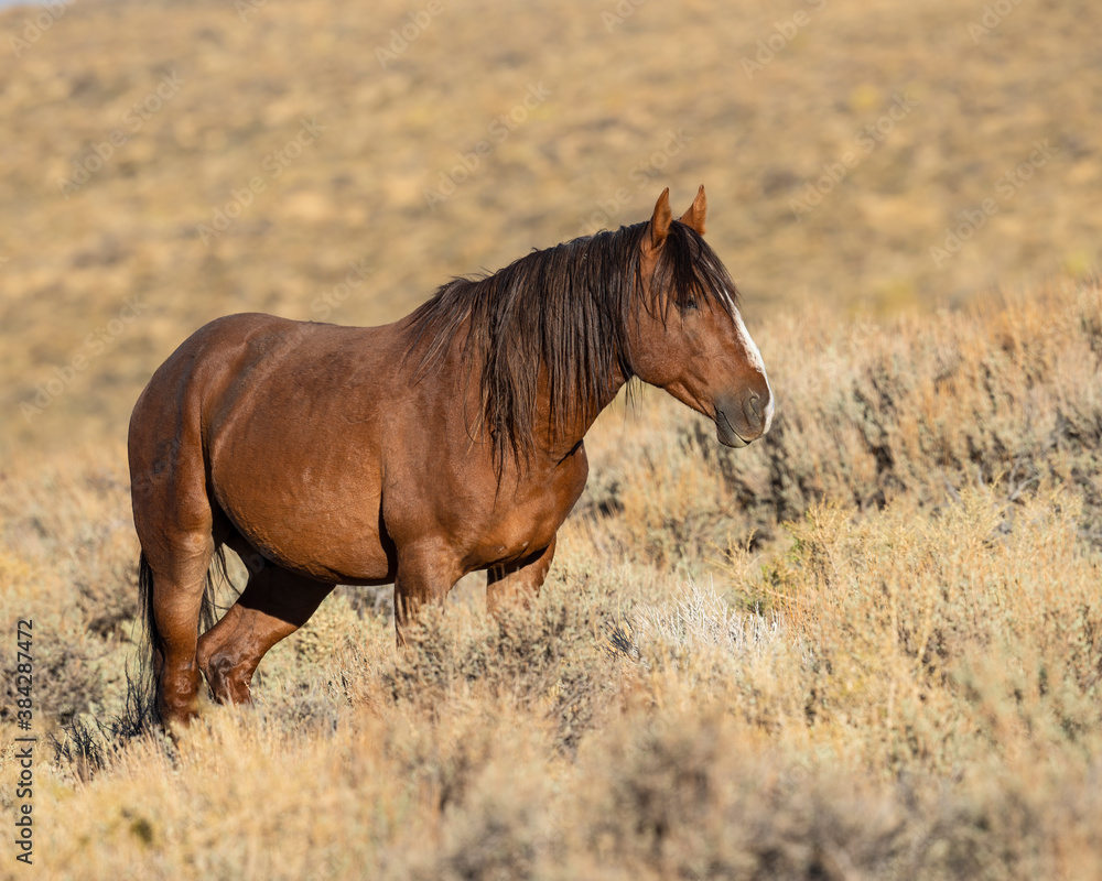 Wild Horse from the Pilot Butte herd in Wyoming Wild Horse from the Pilot Butte herd in Wyoming
